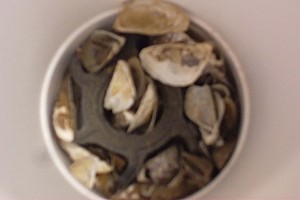 HC zebra mussels